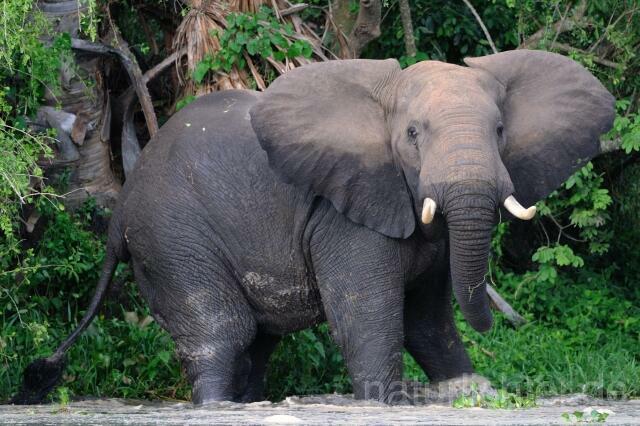 W3006 Afrikanischer Elefant - Peter Wächtershäuser