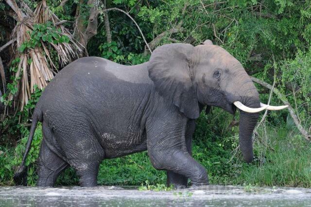 W3008 Afrikanischer Elefant - Peter Wächtershäuser
