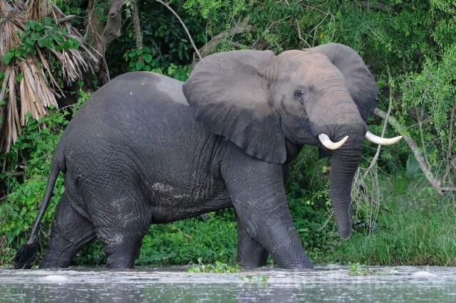 W3009 Afrikanischer Elefant - Peter Wächtershäuser