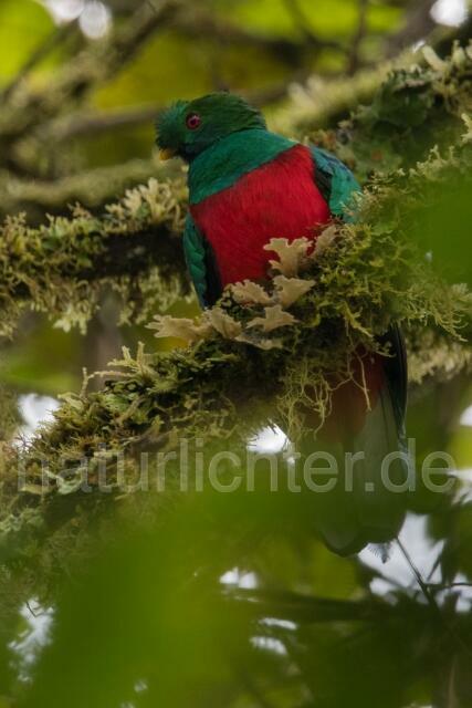W14859 Kammtrogon,Crested Quetzal - Peter Wächtershäuser