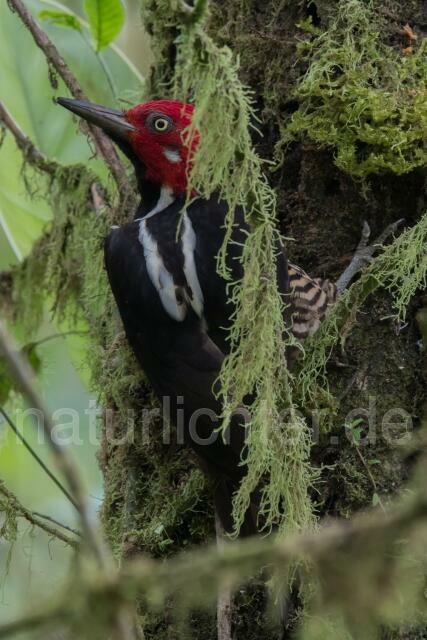 W15592 Guayaquilspecht,Guayaquil Woodpecker - Peter Wächtershäuser