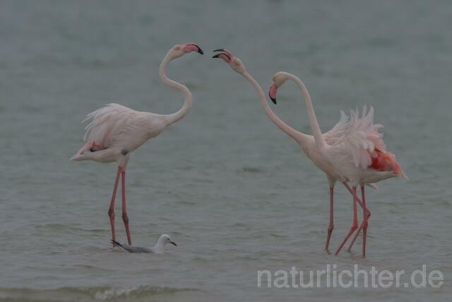 W17019 Rosaflamingo,Greater Flamingo - Peter Wächtershäuser