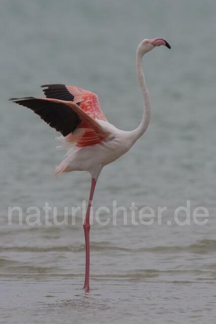 W17025 Rosaflamingo,Greater Flamingo - Peter Wächtershäuser