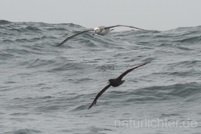 W17568 Weißkappenalbatros,Shy Albatross - Peter Wächtershäuser