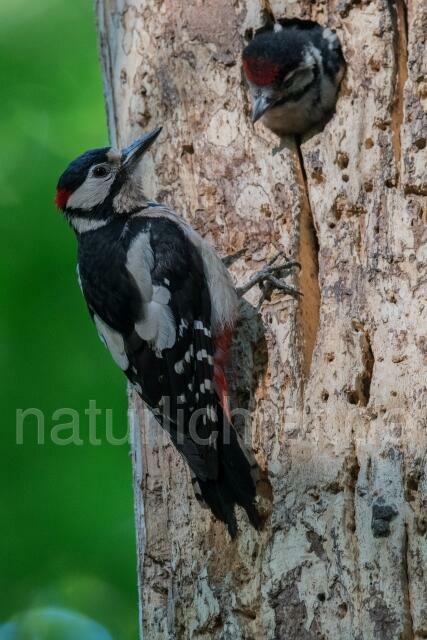W21604 Buntspecht,Great Spotted Woodpecker - Peter Wächtershäuser