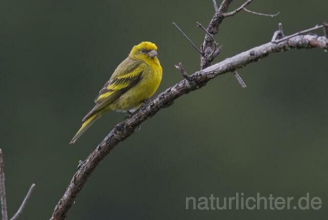W228 Yellow-crowned Canary - Peter Wächtershäuser