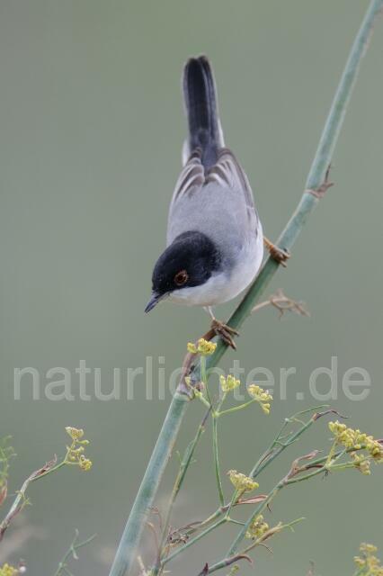 W3909 Samtkopf-Grasmücke,Sardinian Warbler - Peter Wächtershäuser
