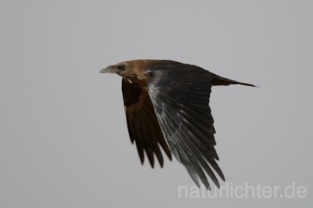W4158 Wüstenrabe,Brown-necked Raven - Peter Wächtershäuser