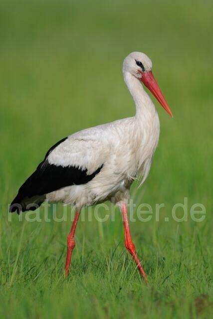 W4924 Weißstorch,White Stork - Peter Wächtershäuser