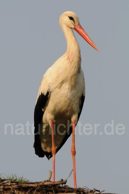 W6686 Weißstorch,White Stork - Peter Wächtershäuser