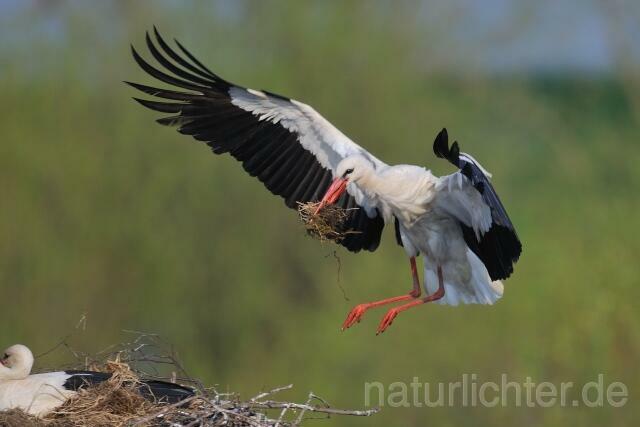 W6702 Weißstorch,White Stork - Peter Wächtershäuser