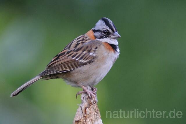 W7099 Morgenammer,Rufous-collared Sparrow - Peter Wächtershäuser