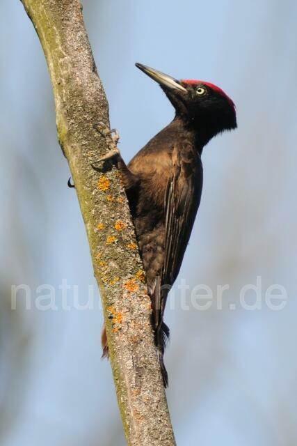 W7305 Schwarzspecht,Black Woodpecker - Peter Wächtershäuser