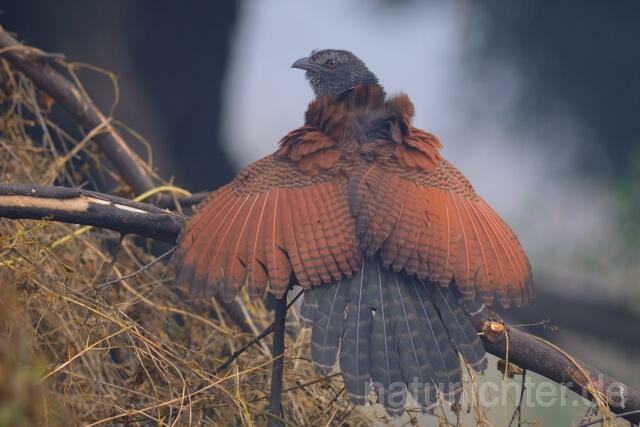 W7681 Heckenkuckuck,Common Crow-Pheasant - Peter Wächtershäuser