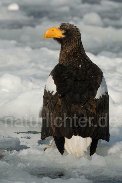 W8883 Riesenseeadler,Steller's Sea Eagle - Peter Wächtershäuser