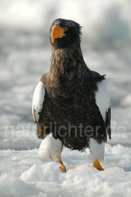 W8891 Riesenseeadler,Steller's Sea Eagle - Peter Wächtershäuser
