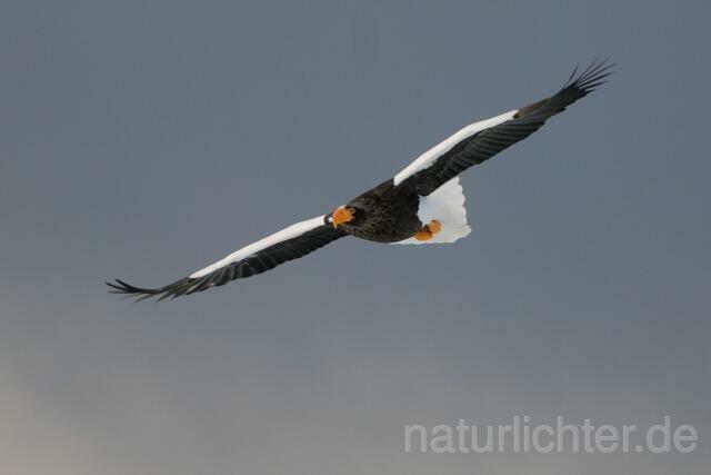 W8905 Riesenseeadler im Flug, Steller's Sea Eagle flying - Peter Wächtershäuser