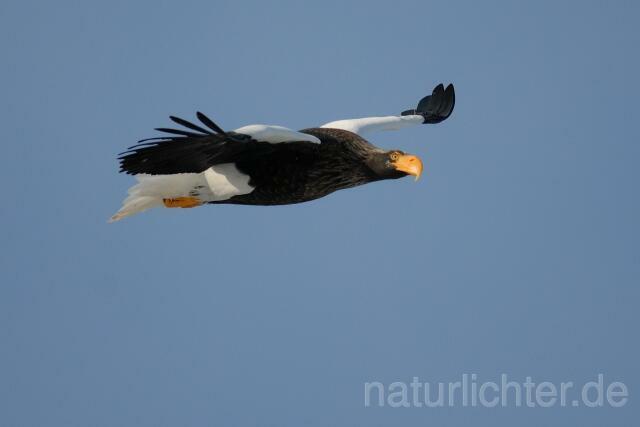 W8924 Riesenseeadler im Flug, Steller's Sea Eagle flying - Peter Wächtershäuser